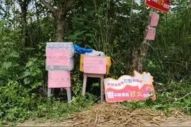 兴隆湖附近有市民挖笋，提醒：竹笋多有“主”，私挖要不得图片