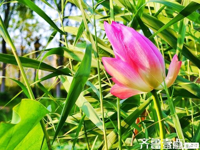 壹点号·秀山东｜济阳：黄河岸边，邂逅夏日清欢