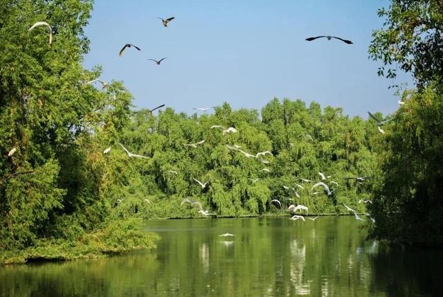 南沙湿地打造“大湾区中央湿地公园”