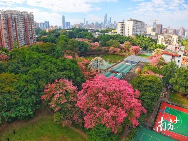 粤享暖冬！异木棉花海暴击，网友：请北方朋友看过来