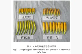 黄花菜正大量上市，但可能让人中毒！教你掌握正确吃法图片