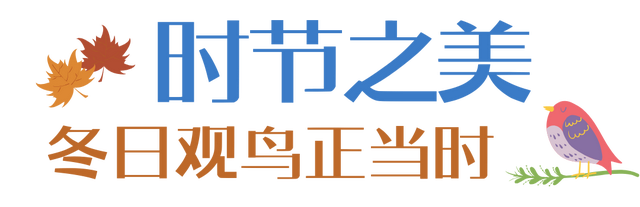 12.07 独立营｜冬日寻羽记：解码西湖候鸟的越冬密码！鸟类专家带队，探秘茅家埠“鸟类天堂”，体验听声辨鸟、飞羽寻踪的野趣周末！