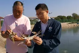浦东本地大闸蟹开捕！受高温天影响，开捕时间比去年晚一周，产量降三成图片