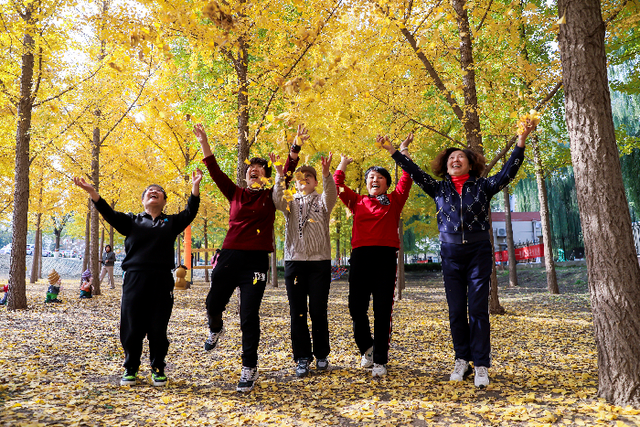 赴一场黄河与银杏的约会！金色银杏林成深秋“顶流”打卡地