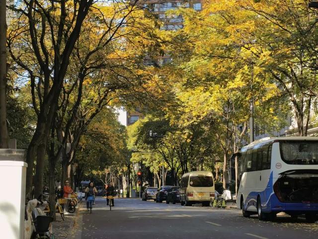 昌化路无患子披金裳，在街头邂逅油画般的秋色浪漫