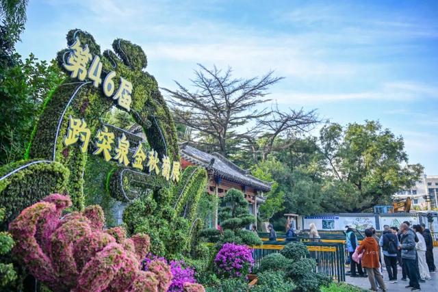 赏菊全攻略！第46届趵突泉金秋菊展即将点亮泉城秋色