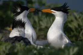 超萌！南麂列岛今年首只“神话之鸟”宝宝破壳了图片