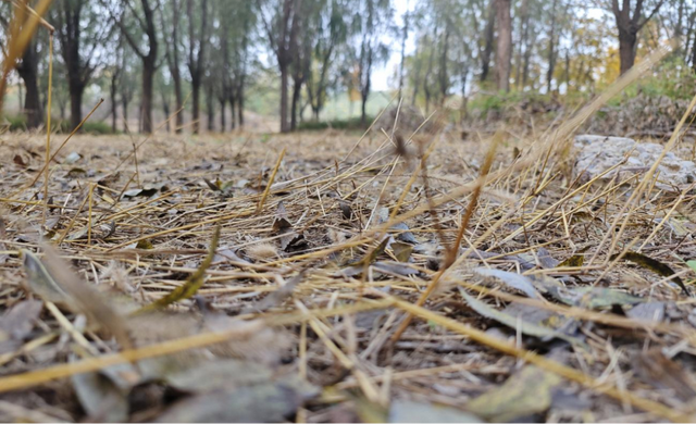 福利丨自然艺术家：温榆河秋叶自然笔记活动招募