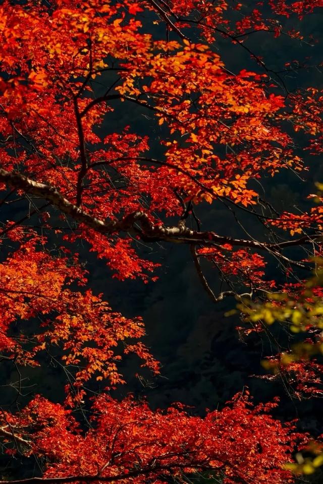 西安上新！高颜值秋景，正在加载！