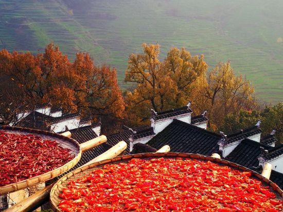 篁岭红叶 + 晒秋，定格人文自然之美