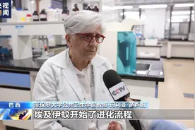 蚊子进化、气温上升 巴西登革热等蚊媒传染病激增图片