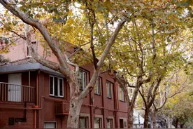 漫步在梧桐树下小马路，限时打卡魔都最美秋景图片