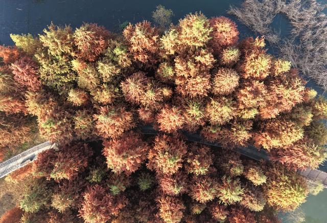 巢湖百余亩红杉林宛如斑斓油画