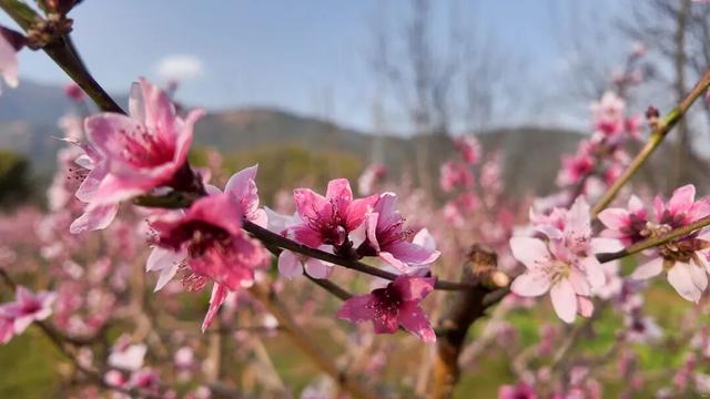 宾川鸡足山三千亩桃花绽放 绘就春日田园诗画