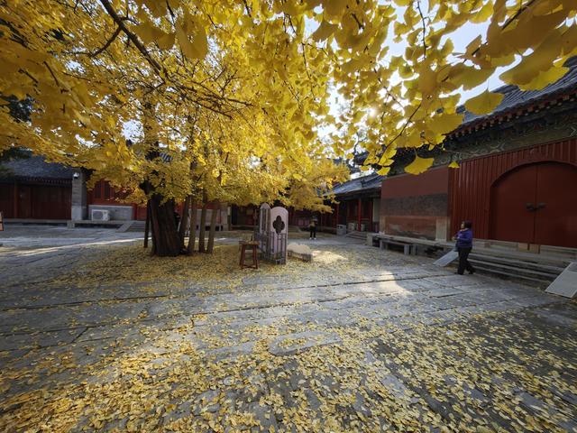 北京石景山承恩寺百年银杏进入最佳观赏期