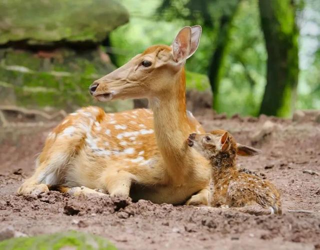 永川现实版“疯狂动物城”，比电影还上头！