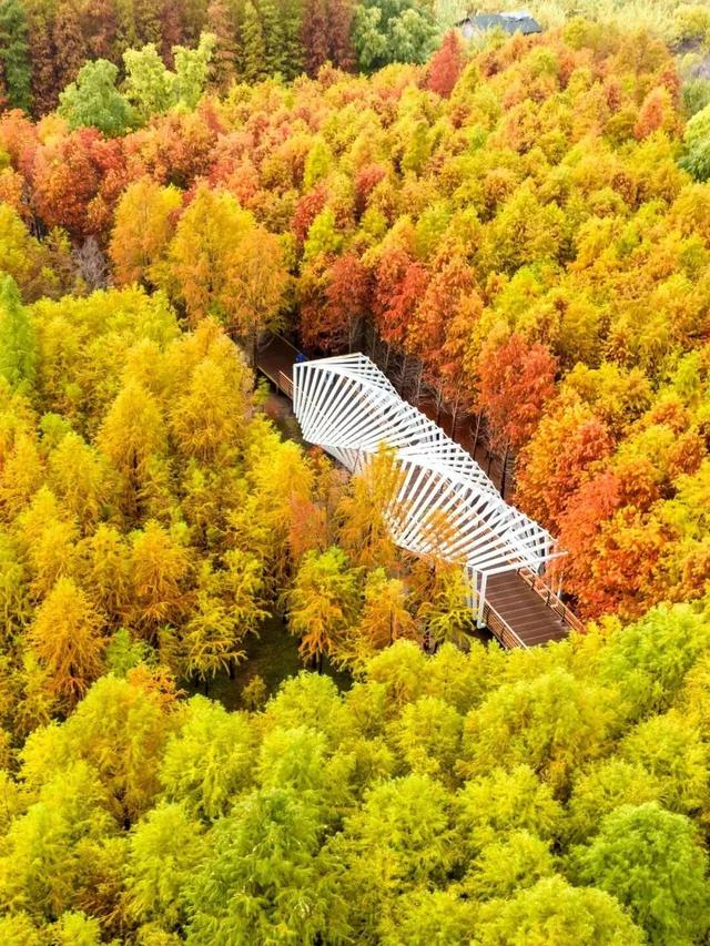 崇明这条生态研学路线，走起！