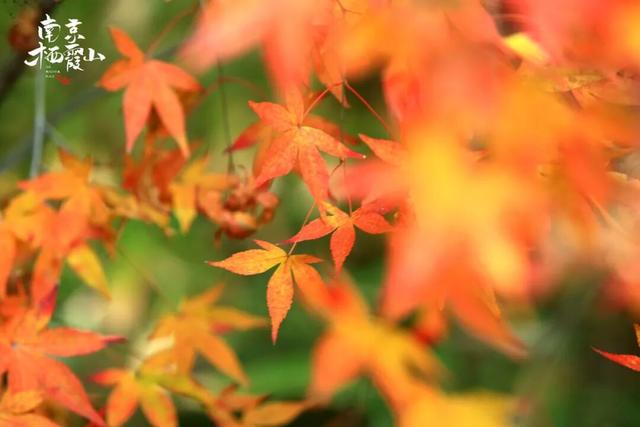 红墙+银杏已就位，本周拍照打卡攻略出炉！