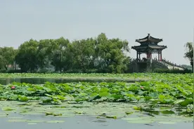 北京荷花文化节设十二大展区，400多种水生植物扮靓盛夏图片