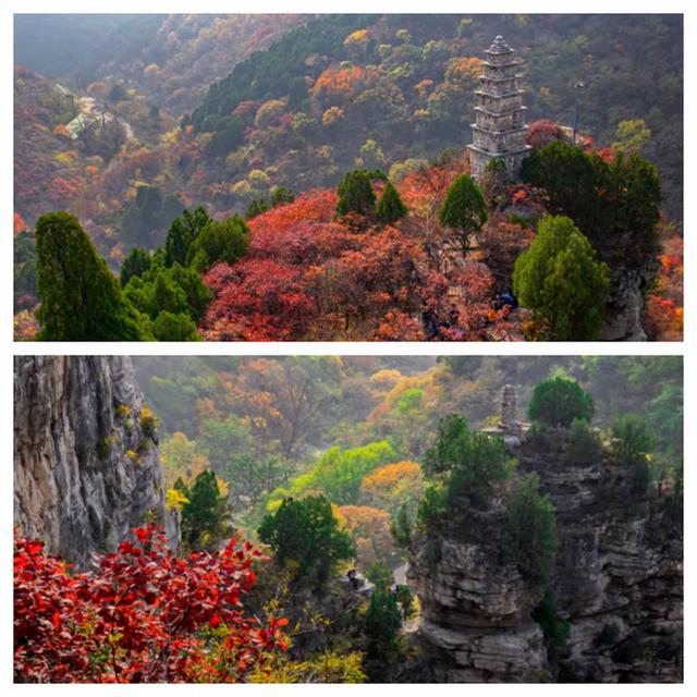 “泉”在济南享金秋——“一城山色·登山打卡”带你来赏红叶啦！