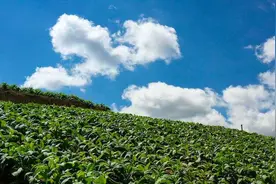 “党建＋”推动攀枝花烟草产业高质量发展纪实图片