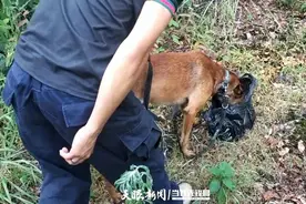 纳雍：“汪汪队”协助民警找回走失孩子图片