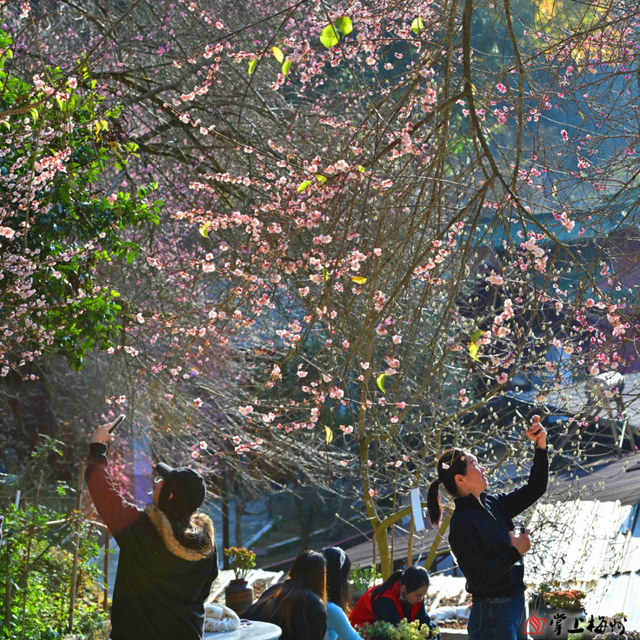 “梅”景如画，文明如风！
