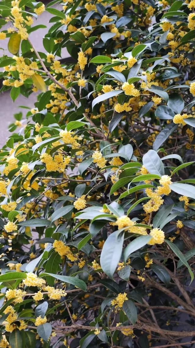 欢聚吴江· “香”遇桂花季丨上线了！吴江赏桂地图！