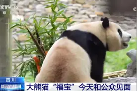大熊猫“福宝”营业了！大家关心的问题请看这里图片