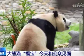 大熊猫“福宝”营业了！大家关心的问题请看这里图片