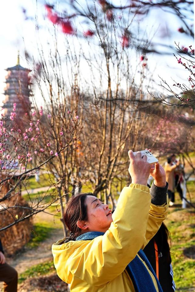快出门！今年梅花开好啦，就是这么早！