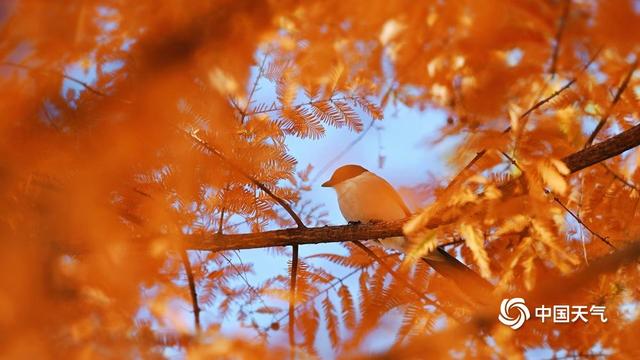 北京奥森公园：初冬喜鹊戏红杉