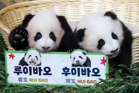 取名“睿宝”“辉宝”，在韩出生大熊猫双胞胎与公众见面图片