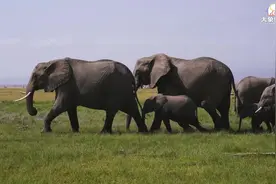 【大象密码第二十七期】硬核知识来咯，别再搞错它们啦图片