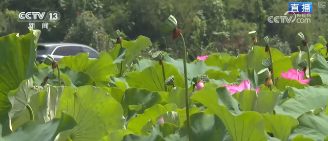 “凉爽+产业”拉动消费“花”样翻新，“荷”你相遇让老产业焕发新活力