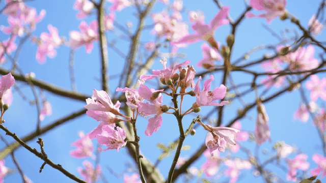 天气正好、花正开，去看粉色的东莞！