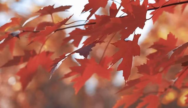 层林尽染！山东金秋红叶观赏地图出炉 解锁醉美秋景