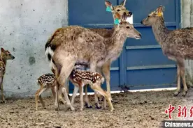 青海湟中群加梅花鹿养殖基地喜添“龙凤胎”鹿仔图片