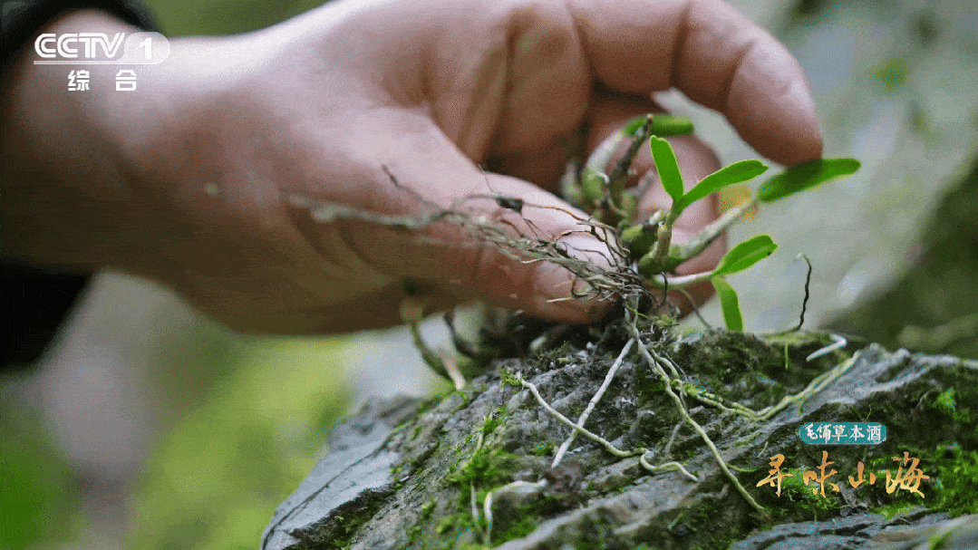 云深不知处，一箸知霍山