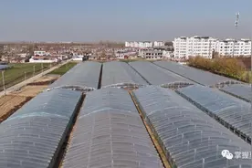 夏邑县太平镇：红薯苗结出"幸福果"图片