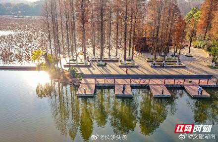 冬日衡阳南湖水杉如画