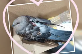 小斑鸠“落难”，槐荫警民联手救助图片