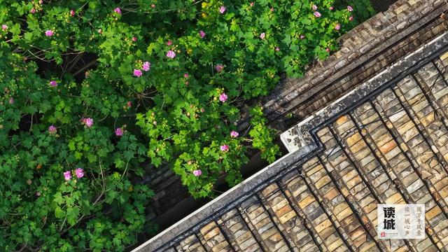 这份“拒霜之美” 藏着福州独有的秋冬温柔