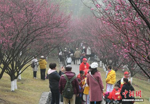重庆：红梅绽放引客来 暗香浮动惹人醉
