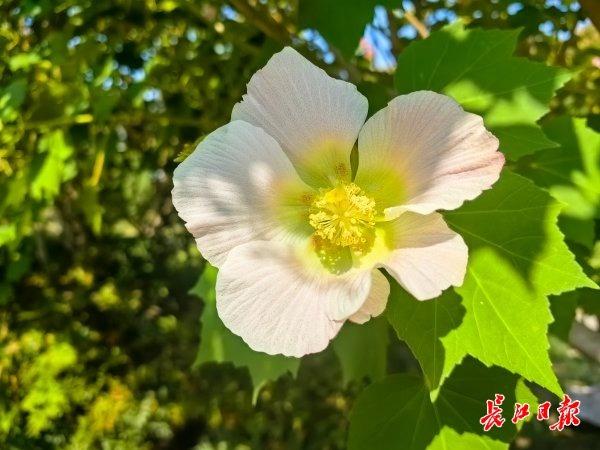 花色一日三变，武汉73座公园可赏木芙蓉