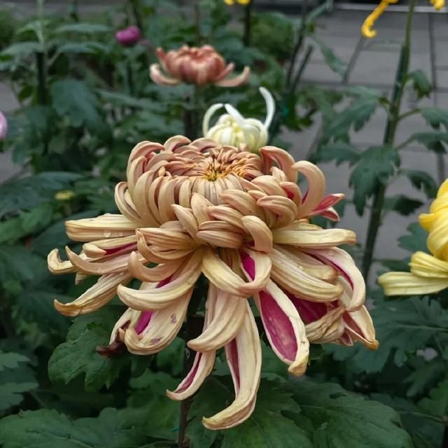 菊等你了！来重庆乘轨道交通打卡这些赏菊地