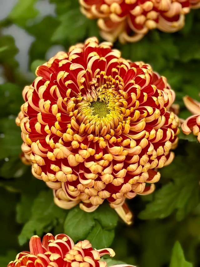 官宣！龙亭菊展延期！