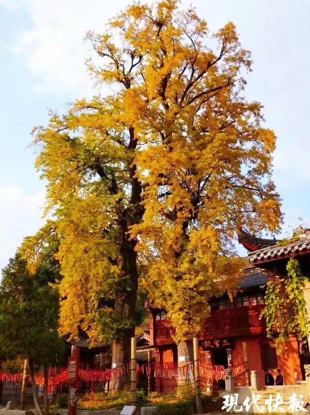 常州494棵古树名木获“新身份证”，7条线路邀您打卡“古树地图”