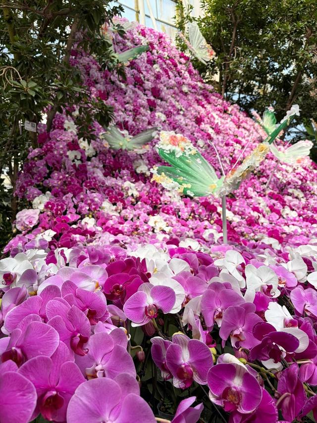 3000株蝴蝶兰凑在一起干什么？世界花卉大观园新春游园会等你来