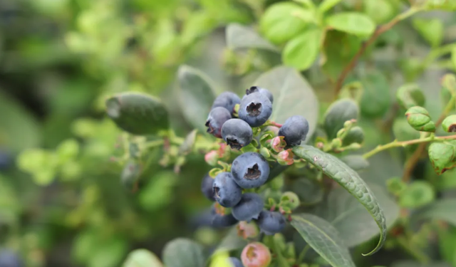 南宁冬季水果采摘全攻略 | 东北老铁、西北家人，告别猫冬！来南宁实现“水果自由”